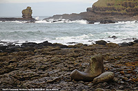 Giant's Causeway - The Giant's Boot