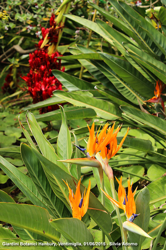Giardini botanici Hanbury - Colori complementari