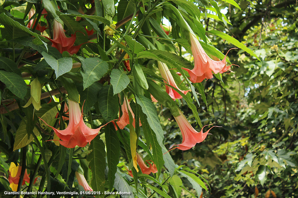 Giardini botanici Hanbury - Brugmansie