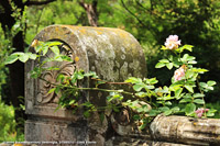 Giardini botanici Hanbury - Rose sulla panca