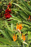 Giardini botanici Hanbury - Colori complementari