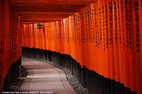 Il fascino dell'Oriente - Fushimi Inari Taisha