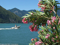 Petali e piume - Oleandri sul lago d'Iseo