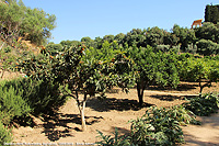 Il giardino di mandorli e ulivi - Frutteto