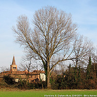 Abbazia di Viboldone - Il grande albero spoglio