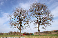 La 772 in val d'Orcia - I grandi alberi