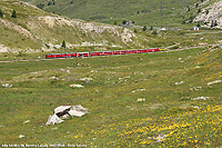 L'estate in quota - Farbenspiel con fiorellini