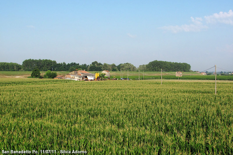 San Benedetto Po (MN) - Cascina tra il mais