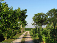 San Benedetto Po (MN) - Stradina