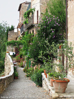 Tranquillita' quotidiana - Fiori