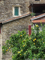 Dolceacqua - Pietre e limoni