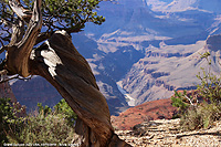 Grand Canyon - Tronco contorto