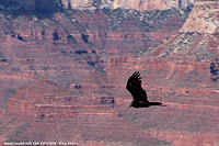 Grand Canyon - Rapace