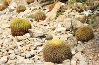 Giardini botanici Hanbury - Cactus
