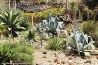 Giardini botanici Hanbury - Le agavi monumentali