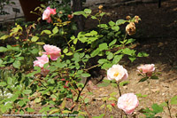 Giardini botanici Hanbury - Rose