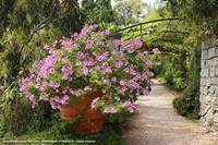Giardini botanici Hanbury - La pergola
