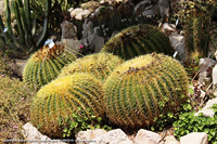 Giardini botanici Hanbury - Cactus