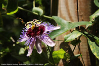 Giardini botanici Hanbury - Passiflora