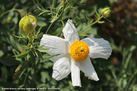 Giardini botanici Hanbury - Come una stella