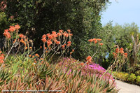 Giardini botanici Hanbury - Aloe fiorita