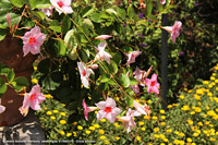 Giardini botanici Hanbury - All'ingresso