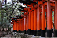 Santuari shintoisti - Fushimi Inari Taisha