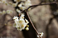 Il fascino dell'Oriente - Fiore di pruno nei giardini del Nijo-jo