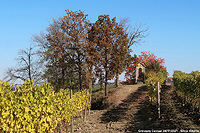 Colori tra le vigne - Grinzane Cavour