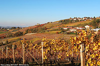 Colori tra le vigne - Diano d'Alba