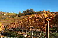 Colori tra le vigne - Diano d'Alba