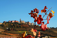 Colori tra le vigne - Diano d'Alba