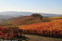 Colori tra le vigne - Diano d'Alba