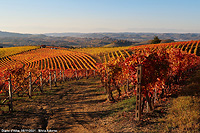 Colori tra le vigne - Diano d'Alba