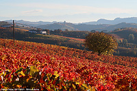 Colori tra le vigne - Diano d'Alba