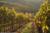 Colori tra le vigne - Serralunga d'Alba