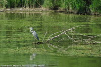 La citta' sull'acqua - Airone