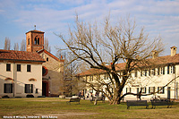 Abbazia di Mirasole - Il grande albero