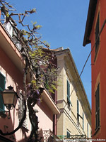 Sestri Levante - Glicine