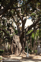 Nei vicoli di Ortigia - Ficus macrophylla columnaris