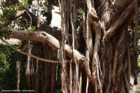 Nei vicoli di Ortigia - Ficus macrophylla columnaris