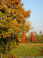 Colori autunnali - Giallo e rosso