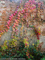 Colori autunnali - Rampicanti variopinti
