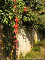 Colori autunnali - Filo rosso
