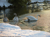 Il gelo e la luce - Cigno