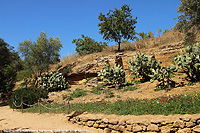 Il giardino di mandorli e ulivi - Fichi d'India