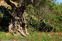Il giardino di mandorli e ulivi - Olivo secolare