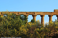 Passeggiando nella storia - Colonne e ginestre