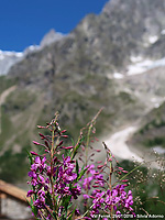 Immersi nella natura - Val Ferret