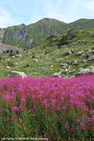 Le valli del Monte Bianco - Val Ferret